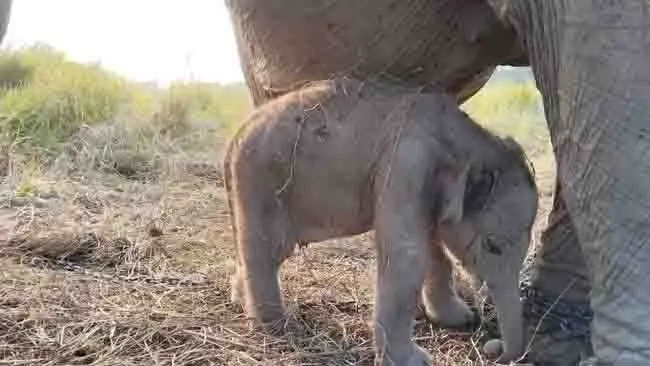 Kado Istimewa HUT ke-81 RI, Lestari Berhasil Melestarikan Gajah Sumatera