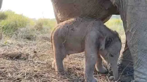 Kado Istimewa HUT ke-81 RI, Lestari Berhasil Melestarikan Gajah Sumatera