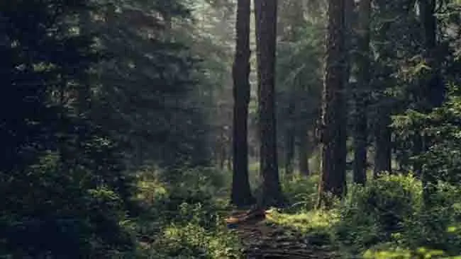 Studi Global Ungkap Keterbatasan Adaptasi Pohon Hutan Terhadap Kekeringan Panjang