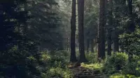 Studi Global Ungkap Keterbatasan Adaptasi Pohon Hutan Terhadap Kekeringan Panjang