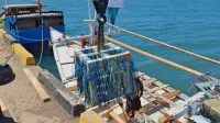 Apartemen Ikan Mulai Diturunkan di Dasar Laut Bulukumba, Habitat Baru Dekat Pantai