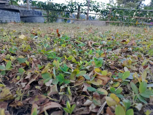Waspada! Sebagain Besar Wilayah Sulawesi Diprediksi Masuk Puncak Kemarau September 2026