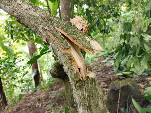 Palappa’, Peremajaan Kopi yang Abadi
