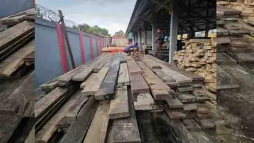 Siap Disidangkan, Kemenhut Kejar Aktor Utama di Balik 702 Kayu Besi Ilegal Buton Utara