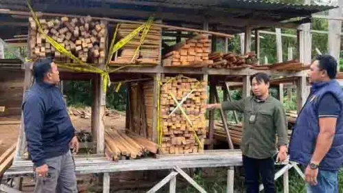 Terungkap Sindikat Peredaran Kayu Ilegal di Maluku, Pelaku Segera Diadili