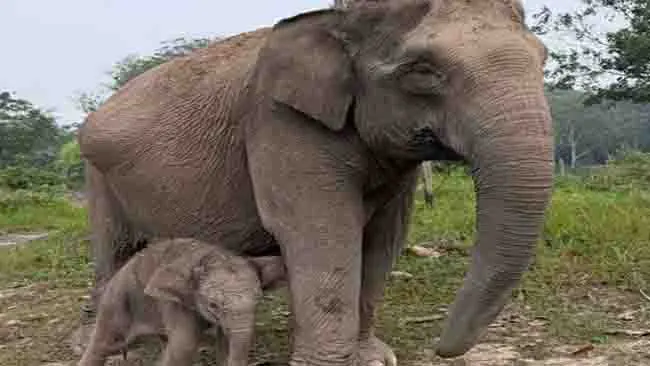 Usia 45 Tahun, Lisa Bawa Kabar Baik untuk Konservasi Gajah Sumatera