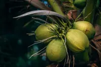 Tetra Pak Soroti Peran Inovasi dalam Membuka Babak Baru Pertumbuhan Kelapa Indonesia