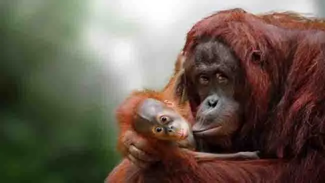 BOSF Desak Selamatkan Orangutan dan Satwa Liar dari Kepungan Asap Karhutla