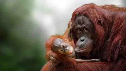 BOSF Desak Selamatkan Orangutan dan Satwa Liar dari Kepungan Asap Karhutla