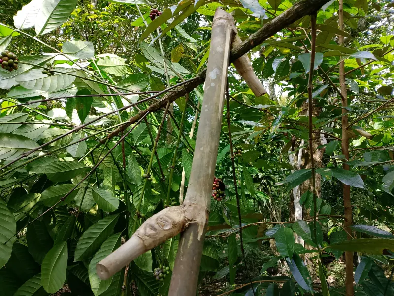Perihal Pakkai' dan Lelaki yang Penasaran pada Kopi