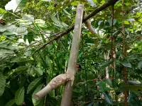 Perihal Pakkai' dan Lelaki yang Penasaran pada Kopi