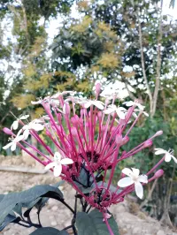 Memetik Manfaat Ekologis Clerodendrum Quadriloculare di Balik Keindahannya