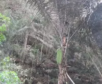 Senandung Pattunuang, Menyapa Indru' yang Menyimpan Manfaat Ekologi