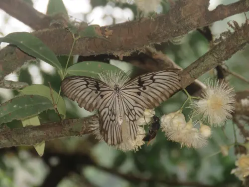 Kupu-kupu Ibu