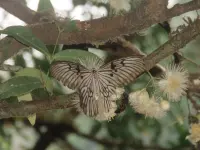 Kupu-kupu Ibu