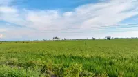 Terjebak Sertifikasi Komersial, Mengapa Agroekologi Indonesia Masih Setengah Hati?