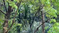 Singgah di Karts Pattunuang, Menemukan Banga Batu di Balik Benteng Batuan Purbakala