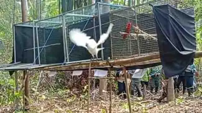 Menyesap Kebebasan, 10 Ekor Burung Paruh Bengkok Kembali ke Rimba Halmahera