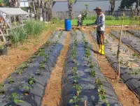 Agroekologi sebagai Jalan Kembali Menuju Kedaulatan Pangan dan Petani Merdeka