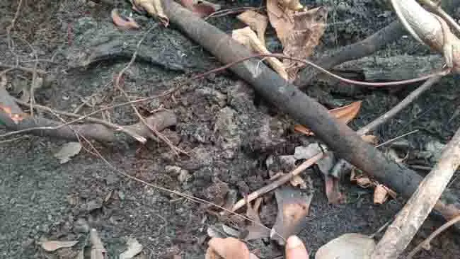 Tengkorak Diduga Orangutan Ditemukan di Perkebunan Sawit Ketapang, Kemenhut Lakukan Penyelidikan