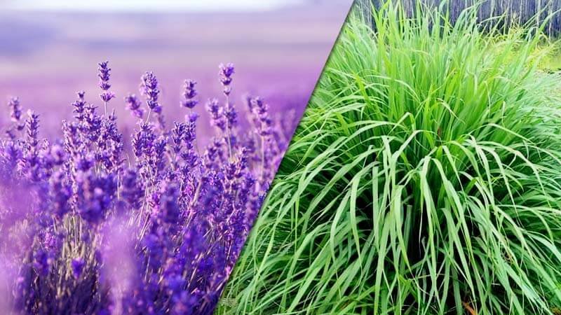 Benarkah Lavender dan Sereh Dapat Mencegah DBD?