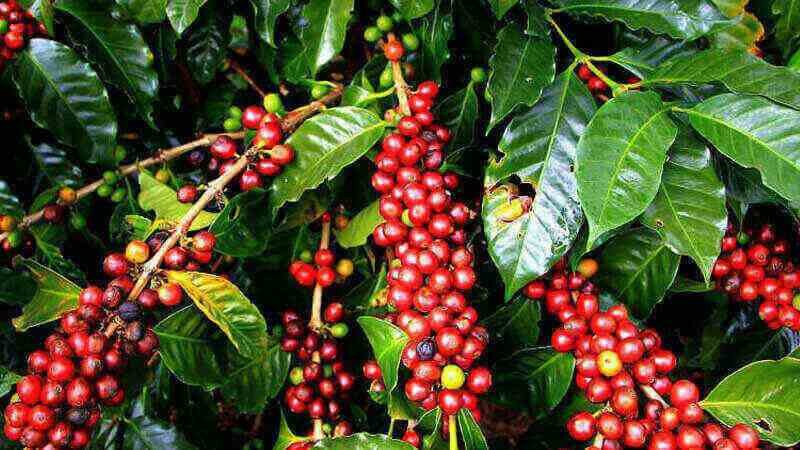 Kabar Buruk, Kopi akan Punah