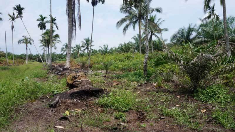 KLHK Siapkan Strategi Pulihkan Ekosistem Gambut Bram Itam Jambi