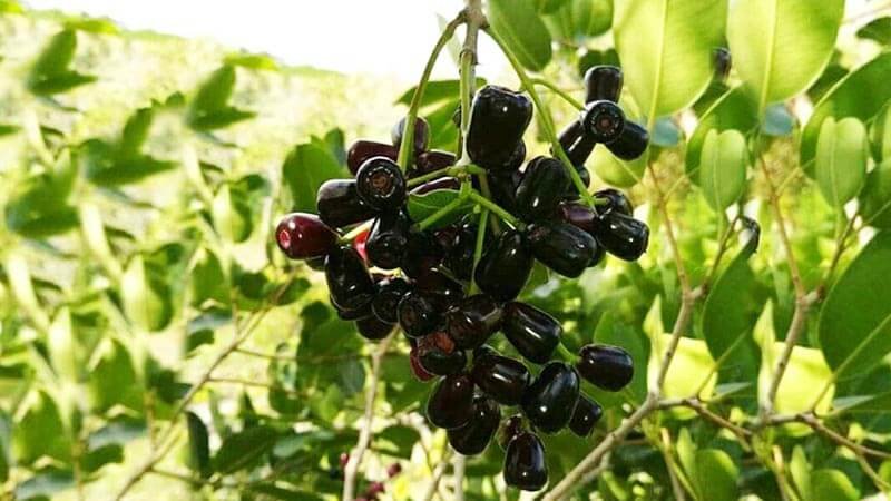 Manfaat Buah Jamblang, Menyehatkan Jantung hingga Pencernaan