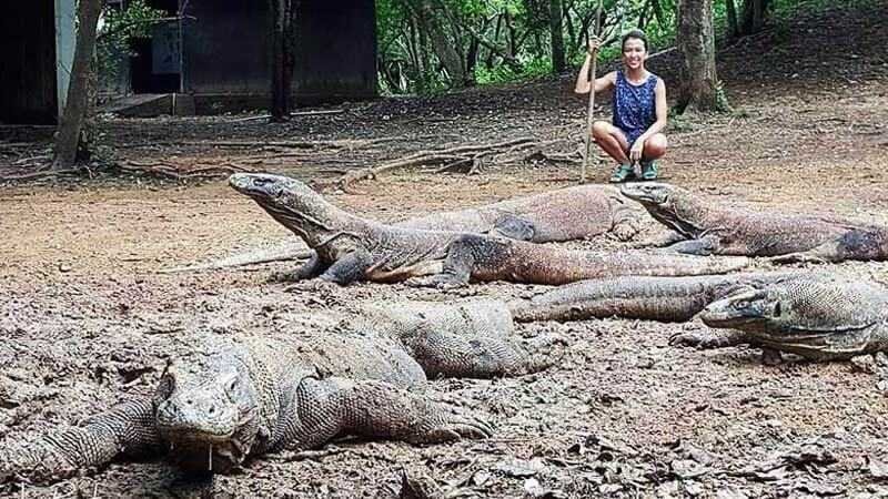 Perihal Wacana Penutupan Kawasan Taman Nasional Komodo, Begini Tanggapan KLHK