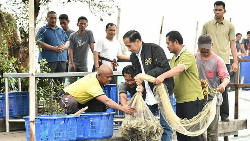 Presiden Jokowi Pimpin Panen Raya Udang Vaname di Muara Gembong Bekasi