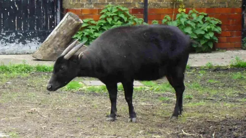 Anoa, Kisah dan Habitatnya yang Terancam Punah