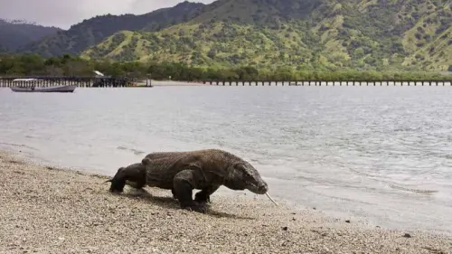 Biawak Komodo, Kadal Raksasa dan Ragam Fakta Menarik Tentangnya