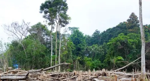 Gakkum LHK Bersama Lantamal VI Amankan Kayu Ilegal Sebanyak 57 Kontainer dari Papua di Makassar