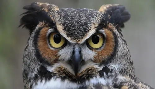 Ini Fakta Lain dari Burung Hantu yang Jarang Diketahui