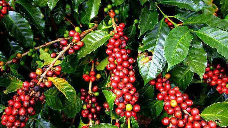 Kabar Buruk, Kopi akan Punah
