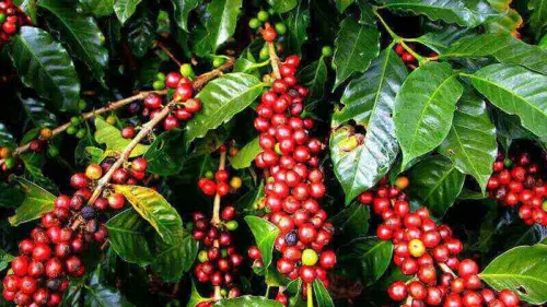 Kabar Buruk, Kopi akan Punah