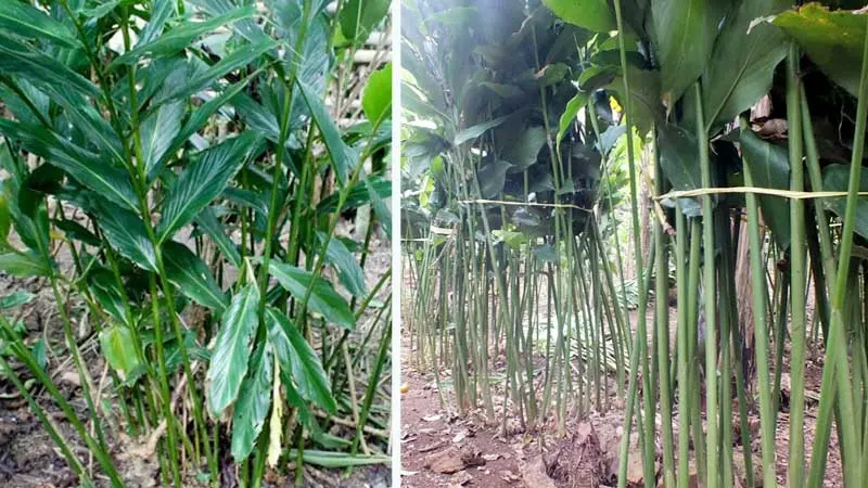Kapulaga, Tanaman yang Jago Berlaga Lawan Berbagai Penyakit