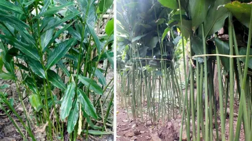 Kapulaga, Tanaman yang Jago Berlaga Lawan Berbagai Penyakit