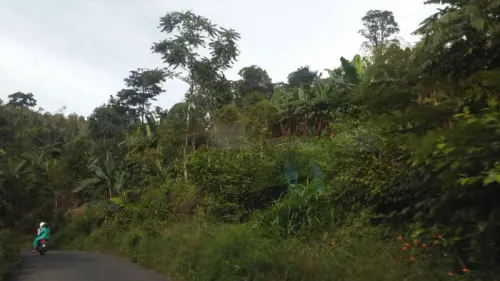 Kopi Andalan yang Perlahan Punah di Kindang, Bulukumba