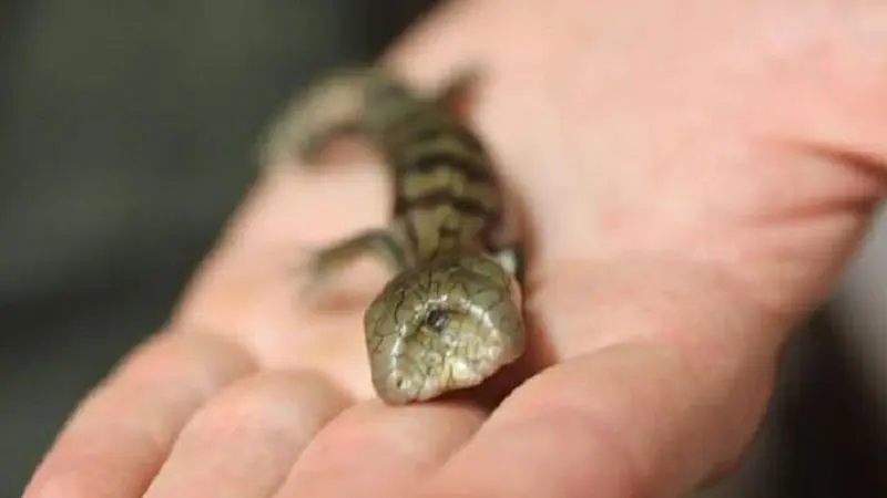 Lidah Biru Lucky Mengagetkan Petugas di Australian Reptile Park