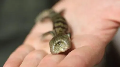 Lidah Biru Lucky Mengagetkan Petugas di Australian Reptile Park