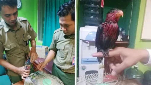 Menyedihkan, Burung Langka Diselundupkan dalam Botol Mineral