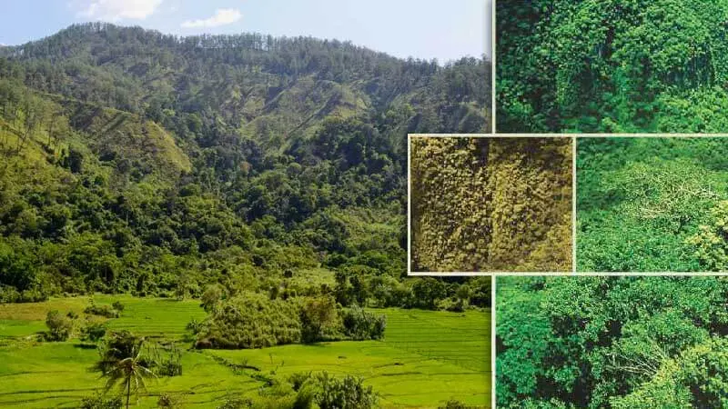Menyongsong Kebangkitan Industri Perkayuan Nasional untuk Kesejahteraan Masyarakat