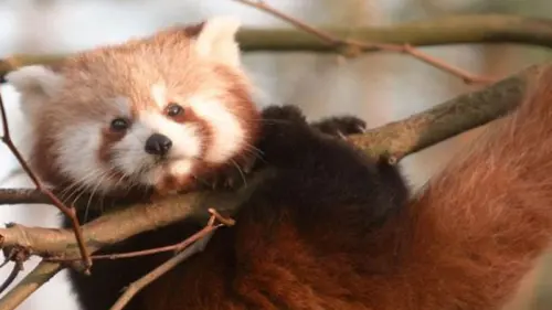 Panda Merah Mungil Lahir di Indonesia untuk Pertama Kali