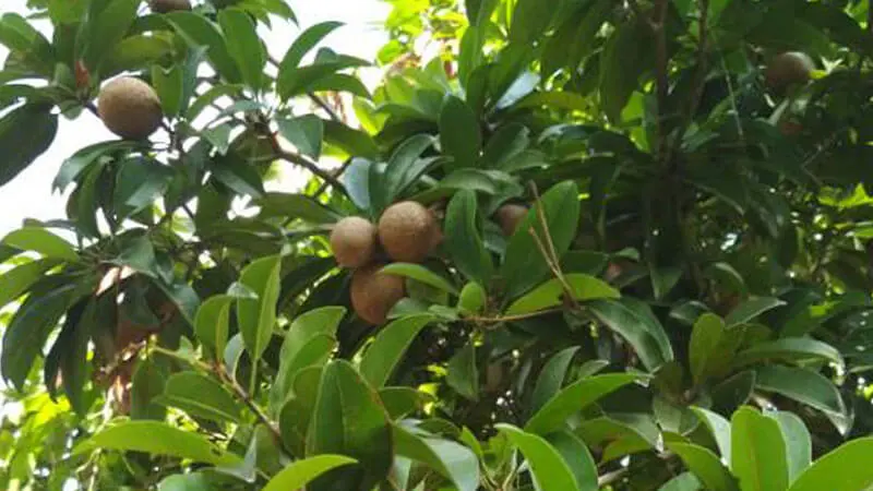 Perihal Pohon Sawo dan Hal Lain yang Menarik Tentangnya