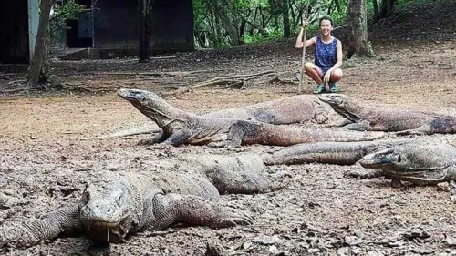 Perihal Wacana Penutupan Kawasan Taman Nasional Komodo, Begini Tanggapan KLHK