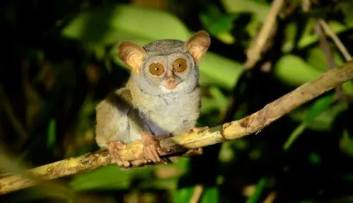 Pernah Dianggap Punah, 6 Satwa Ini Hidup Kembali di Habitatnya