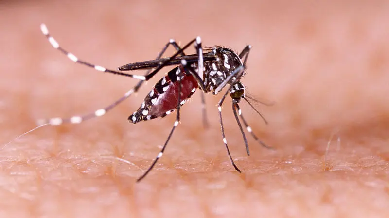 Waspada, Sulsel Masuk 10 Besar Tertinggi Kasus DBD
