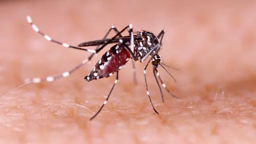 Waspada, Sulsel Masuk 10 Besar Tertinggi Kasus DBD
