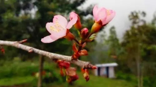 Wow, Bunga Sakura Mekar di Karanganyar
